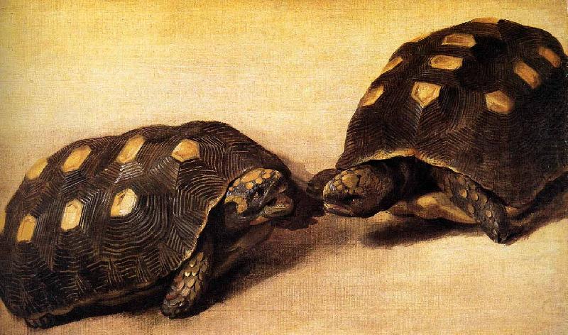Two dueling tortoises, Albert Eckhout